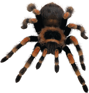 Spider PNG image-4542